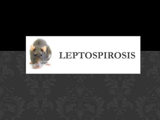 LEPTOSPIROSIS 