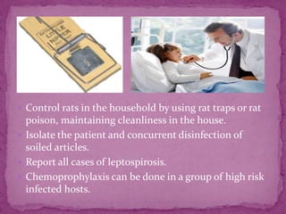 Control rats in the household by using rat traps or rat poison, maintaining cleanliness in the house.Isolate the patient and concurrent disinfection of soiled articles.Report all cases of leptospirosis. Chemoprophylaxis can be done in a group of high risk infected hosts.
