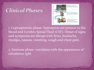 1. Leptospiremic phase- leptospires are present in the blood and Cerebro Spinal Fluid (CSF). Onset of signs and symptoms are abrupt with fever, headache, myalgia, nausea, vomiting, cough and chest pain.2. Immune phase- correlates with the appearance of circulation IgM.Clinical Phases