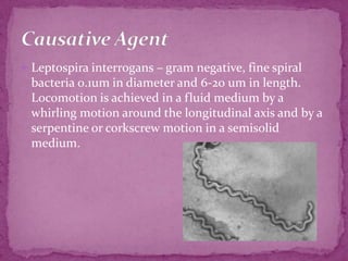 Leptospira interrogans – gram negative, fine spiral bacteria 0.1um in diameter and 6-20 um in length. Locomotion is achieved in a fluid medium by a whirling motion around the longitudinal axis and by a serpentine or corkscrew motion in a semisolid medium.Causative Agent