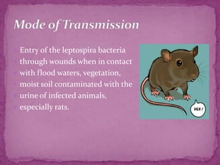 Entry of the leptospira bacteria through wounds when in contact with flood waters, vegetation, moist soil contaminated with the urine of infected animals, especially rats.Mode of Transmission
