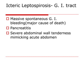 Icteric Leptospirosis- G. I. tract

 Massive spontaneous G. I.
  bleeding(major cause of death)
 Pancreatitis
 Severe abdominal wall tenderness
  mimicking acute abdomen
 