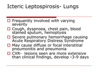 Icteric Leptospirosis- Lungs

 Frequently involved with varying
  severity
 Cough, dyspnoea, chest pain, blood
  stained sputum, hemoptysis
 Severe pulmonary hemorrhage causing
  Acute Respiratory Distress Syndrome
 May cause diffuse or focal interstitial
  pneumonitis and pneumonia
 CXR- lesions seen are more extensive
  than clinical findings, develop ›3-9 days
 