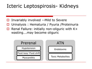 Icteric Leptospirosis- Kidneys

 Invariably involved --Mild to Severe
 Urinalysis : Hematuria / Pyuria /Proteinuria
 Renal Failure: initially non-oliguric with K+
  wasting….may become oliguric


          Prerenal                    ATN
           Hypotension
                                    Endotoxins
       Fluid loss/ Fluid shift
                                 Toxic Metabolites
            Myocarditis
 