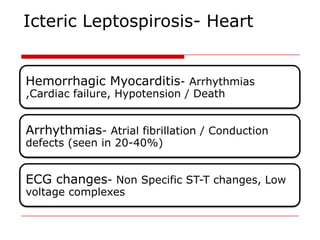 Icteric Leptospirosis- Heart


Hemorrhagic Myocarditis- Arrhythmias
,Cardiac failure, Hypotension / Death


Arrhythmias- Atrial fibrillation / Conduction
defects (seen in 20-40%)


ECG changes- Non Specific ST-T changes, Low
voltage complexes
 
