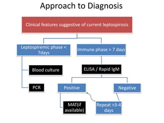 Approach to Diagnosis
  Clinical features suggestive of current leptospirosis



Leptospiremic phase <       Immune phase > 7 days
        7days


     Blood culture              ELISA / Rapid IgM


     PCR             Positive                    Negative


                       MAT(if         Repeat >3-4
                      available)         days
 