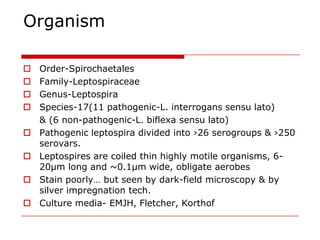 Organism

   Order-Spirochaetales
   Family-Leptospiraceae
   Genus-Leptospira
   Species-17(11 pathogenic-L. interrogans sensu lato)
    & (6 non-pathogenic-L. biflexa sensu lato)
   Pathogenic leptospira divided into ›26 serogroups & ›250
    serovars.
   Leptospires are coiled thin highly motile organisms, 6-
    20µm long and ~0.1µm wide, obligate aerobes
   Stain poorly… but seen by dark-field microscopy & by
    silver impregnation tech.
   Culture media- EMJH, Fletcher, Korthof
 