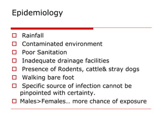 Epidemiology

  Rainfall
  Contaminated environment
  Poor Sanitation
  Inadequate drainage facilities
  Presence of Rodents, cattle& stray dogs
  Walking bare foot
  Specific source of infection cannot be
  pinpointed with certainty.
 Males>Females… more chance of exposure
 