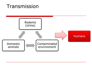 Transmission


           Rodents
           (Urine)


                                    Humans

Domestic             Contaminated
 animals             environment
 