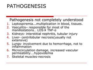 PATHOGENESIS

 Pathogenesis not completely understood
1. Leptospiremia...multiplication in blood, tissues.
2. Vasculitis– responsible for most of the
   manifestations… LOS TNF-α
3. Kidneys- interstitial nephritis, tubular injury
4. Liver- centrilobular necrosis(usually not
   extensive)
5. Lungs- involvement due to hemorrhage, not to
   inflammation
6. Microcirculation damage, increased vascular
   permeability….hypovolemia
7. Skeletal muscles-necrosis
 
