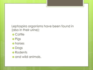 Leptospira organisms have been found in
(also in their urine):
 Cattle
 Pigs
 horses
 Dogs
 Rodents
 and wild animals.
 
