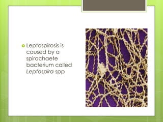  Leptospirosis is
caused by a
spirochaete
bacterium called
Leptospira spp
 