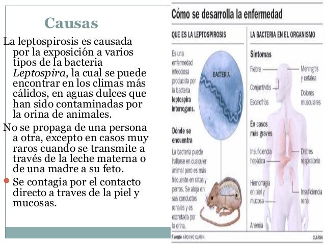 El esquema de la recepción troychatki evalar de los parásitos