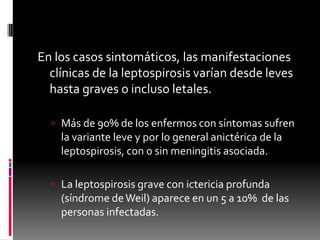 En los casos sintomáticos, las manifestaciones
clínicas de la leptospirosis varían desde leves
hasta graves o incluso letales.
 Más de 90% de los enfermos con síntomas sufren

la variante leve y por lo general anictérica de la
leptospirosis, con o sin meningitis asociada.
 La leptospirosis grave con ictericia profunda

(síndrome de Weil) aparece en un 5 a 10% de las
personas infectadas.

 