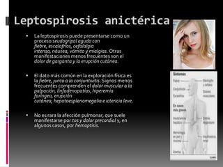 Leptospirosis anictérica


La leptospirosis puede presentarse como un
proceso seudogripal agudo con
fiebre, escalofríos, cefalalgia
intensa, náusea, vómito y mialgias. Otras
manifestaciones menos frecuentes son el
dolor de garganta y la erupción cutánea.



El dato más común en la exploración física es
la fiebre, junto a la conjuntivitis. Signos menos
frecuentes comprenden el dolor muscular a la
palpación, linfadenopatías, hiperemia
faríngea, erupción
cutánea, hepatoesplenomegalia e ictericia leve.



No es rara la afección pulmonar, que suele
manifestarse por tos y dolor precordial y, en
algunos casos, por hemoptisis.

 