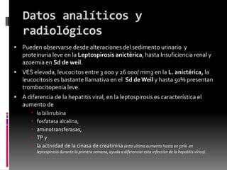 Datos analíticos y
radiológicos
 Pueden observarse desde alteraciones del sedimento urinario y

proteinuria leve en la Leptospirosis anictérica, hasta Insuficiencia renal y
azoemia en Sd de weil.
 VES elevada, leucocitos entre 3 000 y 26 000/ mm3 en la L. anictérica, la

leucocitosis es bastante llamativa en el Sd de Weil y hasta 50% presentan
trombocitopenia leve.
 A diferencia de la hepatitis viral, en la leptospirosis es característica el

aumento de






la bilirrubina
fosfatasa alcalina,
aminotransferasas,
TP y
la actividad de la cinasa de creatinina (esta ultima aumenta hasta en 50%

en
leptospirosis durante la primera semana, ayuda a diferenciar esta infección de la hepatitis vírica).

 