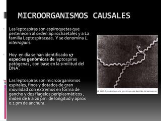MICROORGANISMOS CAUSALES
 Las leptospiras son espiroquetas que

pertenecen al orden Spirochaetales y a La
familia Leptospiraceae. Y se denomina L.
interrogans.

 Hoy en día se han identificado 17

especies genómicas de leptospiras
patógenas , con base en la similitud del
DNA .

 Las leptospiras son microorganismos

espirales, finos y dotados de gran
movilidad con extremos en forma de
gancho y dos flagelos periplasmáticos ,
miden de 6 a 20 pm de longitud y aprox
0.1 pm de anchura.

 