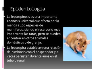 Epidemiologia
 La leptospirosis es una importante

zoonosis universal que afecta por lo
menos a 160 especies de
mamíferos, siendo el reservorio mas
importante las ratas, pero se pueden
encontrar en otros animales
domésticos o de granja.
 La leptospira establecen una relación
de simbiosis con el hospedador y a
veces persisten durante años en el
túbulo renal.

 