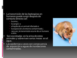  La transmisión de las leptospiras en

humanos puede surgir después de
contacto directo con






la orina ,
la sangre o
el tejido de un animal infectado o
la exposición al entorno contaminado ;
rara vez ,la transmisión ocurre de un humano
a otro.

 Son excretadas en la orina de estos

animales y sobreviven varios meses en el
agua.
 Las epidemias a veces son consecuencia
de exposición a aguas de inundaciones
contaminadas.

 