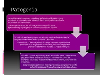 Patogenia
Las leptospira se introducen a través de las heridas cutáneas o incluso
a través de la mucosa intacta, sobretodo la conjuntiva y la que cubre la
bucofarínge y la nasofaringe.
Una vez que penetran los microorganismos se produce una
leptospiremia y el patógeno se extiende por todos los órganos.

Se multiplica en la sangre y en los tejidos y puede aislarse tanto en la
sangre como en el LCR en los primeros 4 a 10 días.
El estudio de LCR en ese periodo de tiempo corrobora la presencia de
pleocitosis en la mayor parte de los casos, pero solo una pequeña
proporción de enfermos muestra sx y sg de meningitis.

Todos los tipos de leptospira pueden lesionar los vasos sanguíneos de
pequeño calibre; esta lesión da lugar a vasculitis con salida de
elementos celulares y otros elementos intravasculares, incluyendo los
eritrocitos .
Las propiedades patógenas mas importantes de las leptospiras son la
adhesión a las superficies celulares y la toxicidad celular.

 