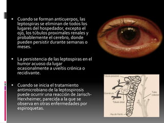  Cuando se forman anticuerpos, las

leptospiras se eliminan de todos los
lugares del hospedador, excepto el
ojo, los túbulos proximales renales y
probablemente el cerebro, donde
pueden persistir durante semanas o
meses.

 La persistencia de las leptospiras en el

humor acuoso da lugar
ocasionalmente a uveítis crónica o
recidivante.

 Cuando se inicia el tratamiento

antimicrobiano de la leptospirosis
puede ocurrir una reacción de JarischHerxheimer, parecida a la que se
observa en otras enfermedades por
espiroquetas.

 