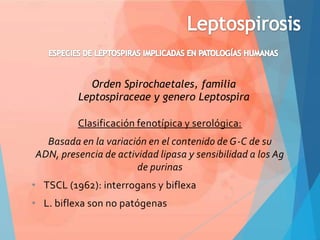 Orden Spirochaetales, familia
Leptospiraceae y genero Leptospira
Clasificación fenotípica y serológica:
Basada en la variación en el contenido de G-C de su
ADN, presencia de actividad lipasa y sensibilidad a los Ag
de purinas
• TSCL (1962): interrogans y biflexa
• L. biflexa son no patógenas

 