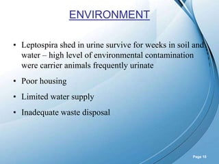 Powerpoint Templates
Page 10
ENVIRONMENT
• Leptospira shed in urine survive for weeks in soil and
water – high level of environmental contamination
were carrier animals frequently urinate
• Poor housing
• Limited water supply
• Inadequate waste disposal
 