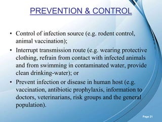 Powerpoint Templates
Page 21
PREVENTION & CONTROL
• Control of infection source (e.g. rodent control,
animal vaccination);
• Interrupt transmission route (e.g. wearing protective
clothing, refrain from contact with infected animals
and from swimming in contaminated water, provide
clean drinking-water); or
• Prevent infection or disease in human host (e.g.
vaccination, antibiotic prophylaxis, information to
doctors, veterinarians, risk groups and the general
population).
 