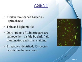 Powerpoint Templates
Page 6
AGENT
• Corkscrew-shaped bacteria -
spirochaete
• Thin and light motile
• Only strains of L.interrogans are
pathogenic – visible by dark field
illumination and silver staining
• 21 species identified; 13 species
detected in human cases
 