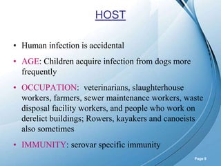 Powerpoint Templates
Page 9
HOST
• Human infection is accidental
• AGE: Children acquire infection from dogs more
frequently
• OCCUPATION: veterinarians, slaughterhouse
workers, farmers, sewer maintenance workers, waste
disposal facility workers, and people who work on
derelict buildings; Rowers, kayakers and canoeists
also sometimes
• IMMUNITY: serovar specific immunity
 