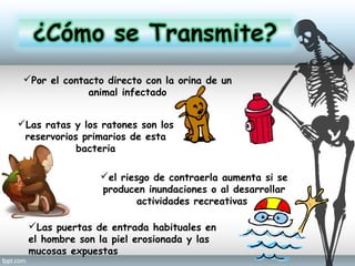 Por el contacto directo con la orina de un
animal infectado
Las ratas y los ratones son los
reservorios primarios de esta
bacteria
el riesgo de contraerla aumenta si se
producen inundaciones o al desarrollar
actividades recreativas
Las puertas de entrada habituales en
el hombre son la piel erosionada y las
mucosas expuestas
 