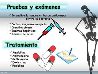 Se analiza la sangre en busca anticuerpos
contra la bacteria
Conteo sanguíneo completo
Creatina cinasa
Enzimas hepáticas
Análisis de orina
Ampicilina
Azitromicina 
Ceftriaxona
Doxiciclina
Penicilina
 