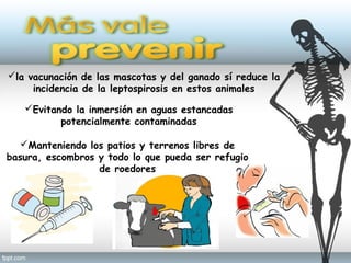 la vacunación de las mascotas y del ganado sí reduce la
incidencia de la leptospirosis en estos animales
Evitando la inmersión en aguas estancadas
potencialmente contaminadas
Manteniendo los patios y terrenos libres de
basura, escombros y todo lo que pueda ser refugio
de roedores
 