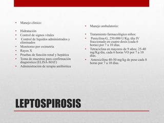 LEPTOSPIROSIS
• Manejo clínico:
• Hidratación
• Control de signos vitales
• Control de líquidos administrados y
eliminados
• Monitoreo por oximetría
• Rayos X
• Pruebas de función renal y hepática
• Toma de muestras para confirmación
diagnóstica (ELISA-MAT)
• Administración de terapia antibiótica
• Manejo ambulatorio:
• Tratamiento farmacológico niños:
• Penicilina G, 250.000 U/Kg./día IV
fraccionado en cuatro dosis (cada 6
horas) por 7 a 10 días.
• Tetraciclina en mayores de 9 años: 25-40
mg/Kg/día, cada 6 horas VO por 7 a 10
días.
• Amoxicilina 40-50 mg/kg de peso cada 8
horas por 7 a 10 días.
 