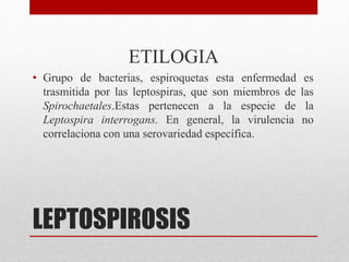 LEPTOSPIROSIS
ETILOGIA
• Grupo de bacterias, espiroquetas esta enfermedad es
trasmitida por las leptospiras, que son miembros de las
Spirochaetales.Estas pertenecen a la especie de la
Leptospira interrogans. En general, la virulencia no
correlaciona con una serovariedad específica.
 