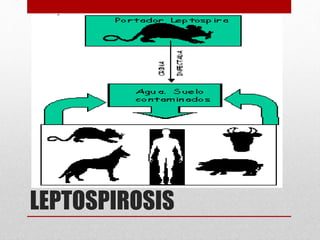 LEPTOSPIROSIS
 