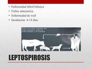 LEPTOSPIROSIS
• Enfermedad febril bifasica
• Fiebre aniecterica
• Enfermedad de weil
• Incubacion 4-14 dias
 