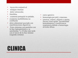 CLINICA
• inyección conjuntival
• mialgias intensas
• dolor retroocular,
• fotofobia,
• exantema petequial en paladar,
• exantema morbiliforme no
confluente
• dolor abdominal asociado con
manifestaciones digestivas
• Estos síntomas son paralelos con
la fase leptospirémica y se
autolimitan 7 a 10 días más tarde
con el inicio de la fase inmune
(segunda semana)
• curso agresivo
• hemorragia por piel y mucosas,
• ictericia, coluria, oliguria o anuria,
fracaso renal agudo, inestabilidad
hemodinámica e insuficiencia
respiratoria debido a hemorragia
alveolar difusa.
 