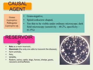 • Gram-negative,
• Spiral/corkscrew-shaped,
• Too thin to be visible under ordinary microscope; dark
field microscopy (sensitivity – 40.2%, specificity –
61.5%)
CAUSAL
AGENT
Genus
Leptospira:
Pathogenic
Leptospira sp.
RESERVOIR
S
• Rats as a main reservoir,
• Mammals (the only one able to transmit the disease),
• Farm animals,
• Pets,
• Wildlife,
• Rodent, swine, cattle, dogs, horses, sheeps, goats,
raccoons and buffaloes.
 