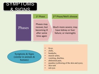 Much more severe; may
have kidney or liver
failure; or meningitis
SYMPTOMS
& SIGNS
Phases
1st Phase
Phases may
recover, but
becoming ill
after some
time again
2nd Phase/Weil’s disease
• fever,
• chills,
• headache,
• muscle aches,
• vomiting, diarrhea,
• abdominal pain,
• jaundice (yellowing of the skin and eyes),
• skin rash
• red eyes
Symptoms & Signs
(similar in animals &
humans)
 