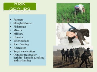 RISK
GROUPS
• Farmers
• Slaughterhouse
• Fisherman
• Miners
• Military
• Hunters
• Veterinarians
• Rice farming
• Recreation
• Sugar cane cutters
• Outdoor freshwater
activity- kayaking, rafting
and swimming
 