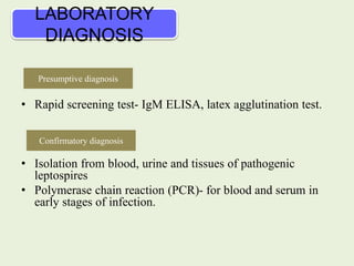 LABORATORY
DIAGNOSIS
• Rapid screening test- IgM ELISA, latex agglutination test.
• Isolation from blood, urine and tissues of pathogenic
leptospires
• Polymerase chain reaction (PCR)- for blood and serum in
early stages of infection.
Presumptive diagnosis
Confirmatory diagnosis
 