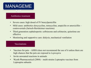 • Severe cases: high dosed of IV benzylpenicillin
• Mild cases: antibiotics doxycycline, tetracycline, ampicilin or amoxicillin –
controversials (Jarisch-Herxheimer reactions)
• Third generation cephalosporin: ceftriaxone and cefotaxim, quinolone are
effective
• Monitoring and supportive care: dialysis, mechanical ventilation
CASE
MANAGEME
NT
Antibiotics treatment
Vaccinations
• Vaccines for pets – AHHA does not recommend the use of it unless there are
high chances that the pets are exposed to Leptospira
• Invite unwanted reactions in animals
• Wyeth Pharmaceutical (2004) – multi-strains Leptospira vaccines from
Leptospira subunits
 