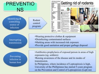 PREVENTIO
NS
Identifying &
controlling
source of
infection
Interrupting
transmission
Preventing
infection in
human host
Rodent
control
program
•Wearing protective clothes & equipment
•Disinfecting contaminated surfaces
•Marking areas with increased risk exposure
•Provide good sanitation and proper garbage disposal
•Antibiotics prophylaxis of exposed person in areas of high
exposures (eg. soldiers)
•Raising awareness of the disease and its modes of
transmission.
In Philippines, where incidence of Leptospirosis is high,
University of the Phillipinnes has started 5-years program
on the Prevention and Control of Leptospirosis (LepCon)
 