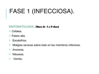 FASE 1 (INFECCIOSA).
SINTOMATOLOGIA. (Dura de 4 a 9 días)
 Cefalea.
 Fiebre alta.
 Escalofríos.
 Mialgias severas sobre todo en los miembros inferiores.
 Anorexia.
 Náuseas.
 Vómito.
 