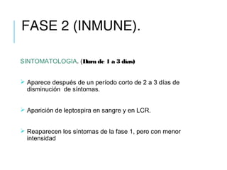 FASE 2 (INMUNE).
SINTOMATOLOGIA. (Dura de 1 a 3 días)
 Aparece después de un período corto de 2 a 3 días de
disminución de síntomas.
 Aparición de leptospira en sangre y en LCR.
 Reaparecen los síntomas de la fase 1, pero con menor
intensidad
 