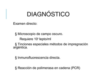 DIAGNÓSTICO
Examen directo:
§ Microscopio de campo oscuro.
Requiere 104
lepto/ml
§ Tinciones especiales métodos de impregnación
argéntica.
§ Inmunofluorescencia directa.
§ Reacción de polimerasa en cadena (PCR)
 