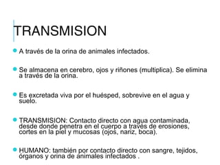 TRANSMISION
A través de la orina de animales infectados.
Se almacena en cerebro, ojos y riñones (multiplica). Se elimina
a través de la orina.
Es excretada viva por el huésped, sobrevive en el agua y
suelo.
TRANSMISION: Contacto directo con agua contaminada,
desde donde penetra en el cuerpo a través de erosiones,
cortes en la piel y mucosas (ojos, nariz, boca).
HUMANO: también por contacto directo con sangre, tejidos,
órganos y orina de animales infectados .
 