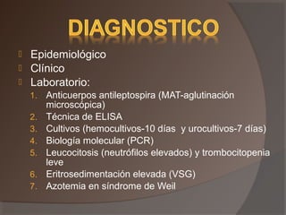  Epidemiológico
 Clínico
 Laboratorio:
1. Anticuerpos antileptospira (MAT-aglutinación
microscópica)
2. Técnica de ELISA
3. Cultivos (hemocultivos-10 días y urocultivos-7 días)
4. Biología molecular (PCR)
5. Leucocitosis (neutrófilos elevados) y trombocitopenia
leve
6. Eritrosedimentación elevada (VSG)
7. Azotemia en síndrome de Weil
 