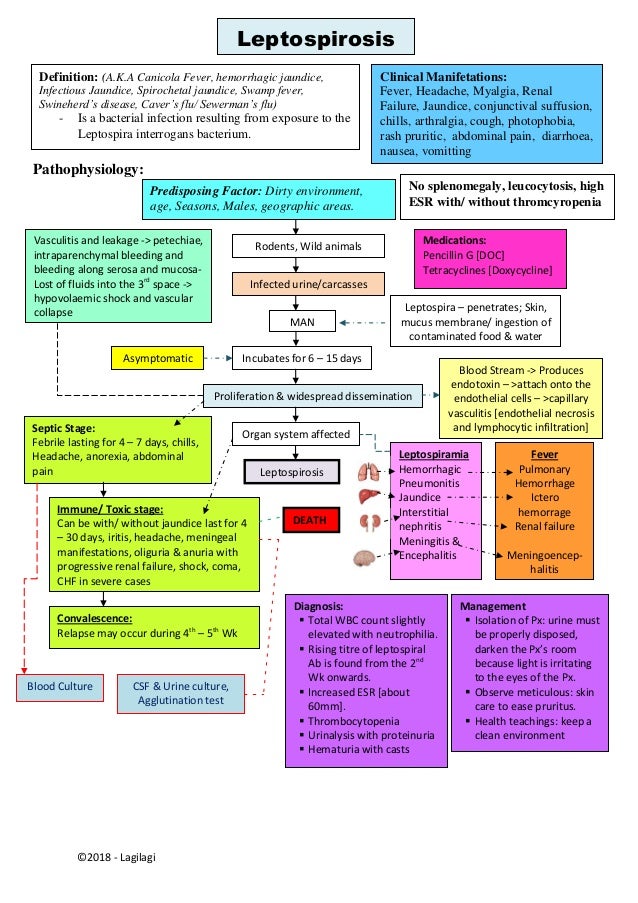 Pathophysiology of Leptospirosis